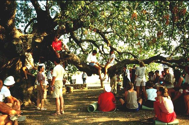 All'ombra del grande albero, meditando il libro di Tobia