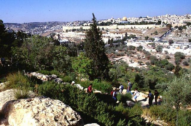 Passeggiata nel giardino comunale del Monte degli Ulivi, meditando la preghiera di Gesù