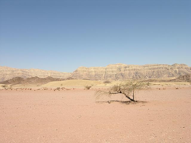 Timna: un tamerisco