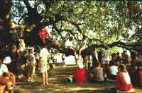 All'ombra del grande albero, meditando il libro di Tobia